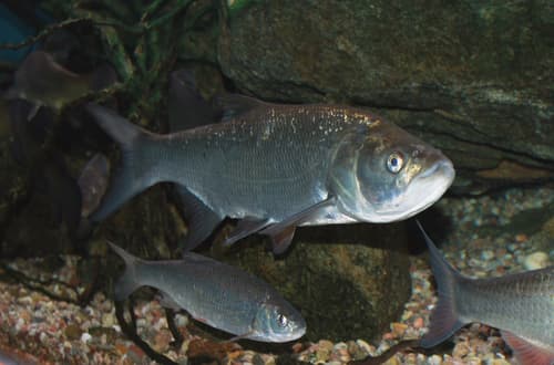 Asp pursuing baitfish in a fast riffle