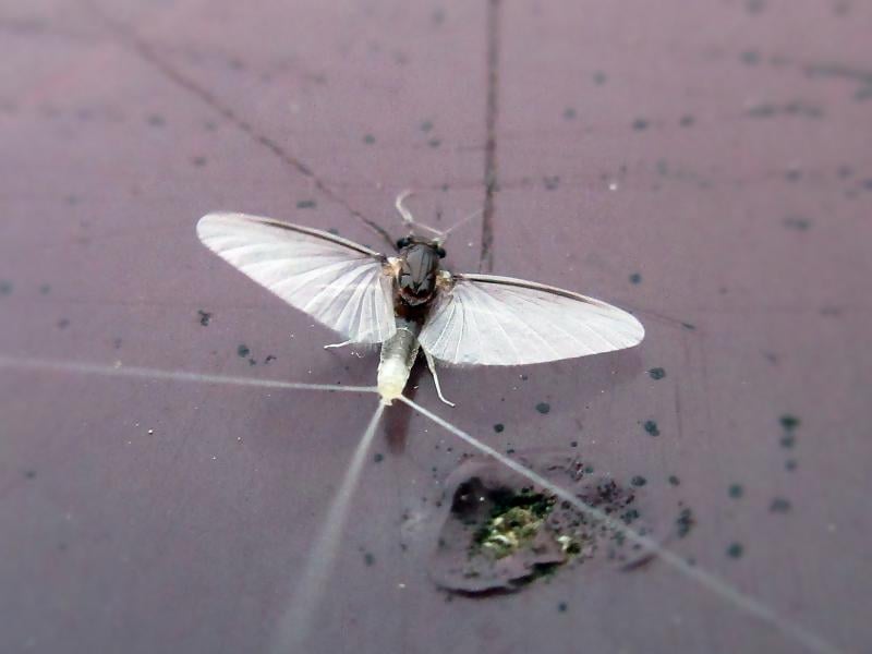 Caenis / Angler's Curse