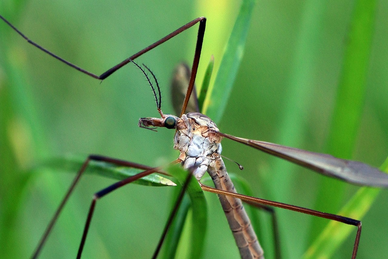 Crane Fly / Daddy Long Legs