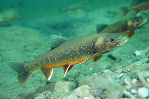 Arctic char in spawning colours